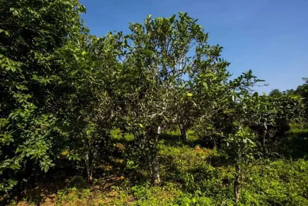 2023年迷帝古樹春茶口感怎么樣？