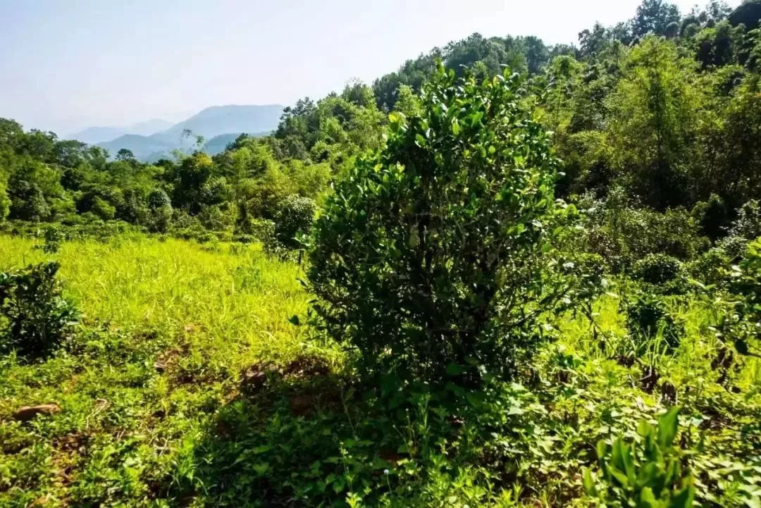 2023年迷帝古樹春茶特點是什么？