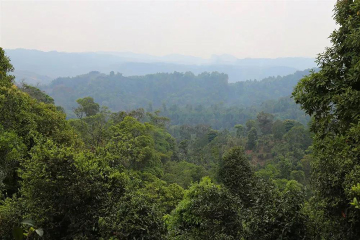 2023苦竹山古樹(shù)春茶口感怎么樣？