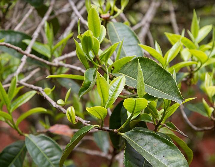 2023年苦竹山古樹春茶多少錢一公斤？