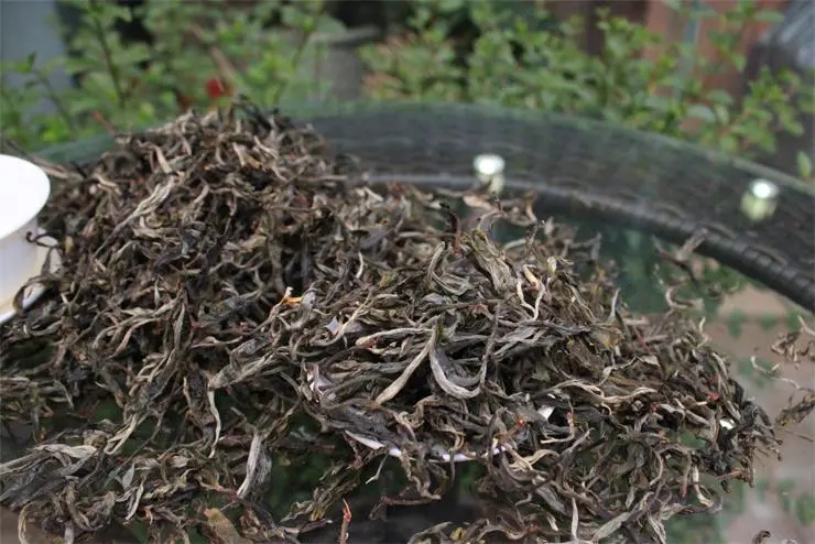 2023冰島古樹春茶品質(zhì)如何？