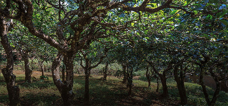 2023年小戶賽古樹春茶品質(zhì)怎么樣？