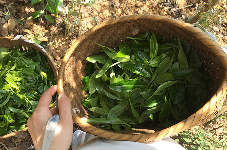 2023小戶賽古樹春茶價格是多少？