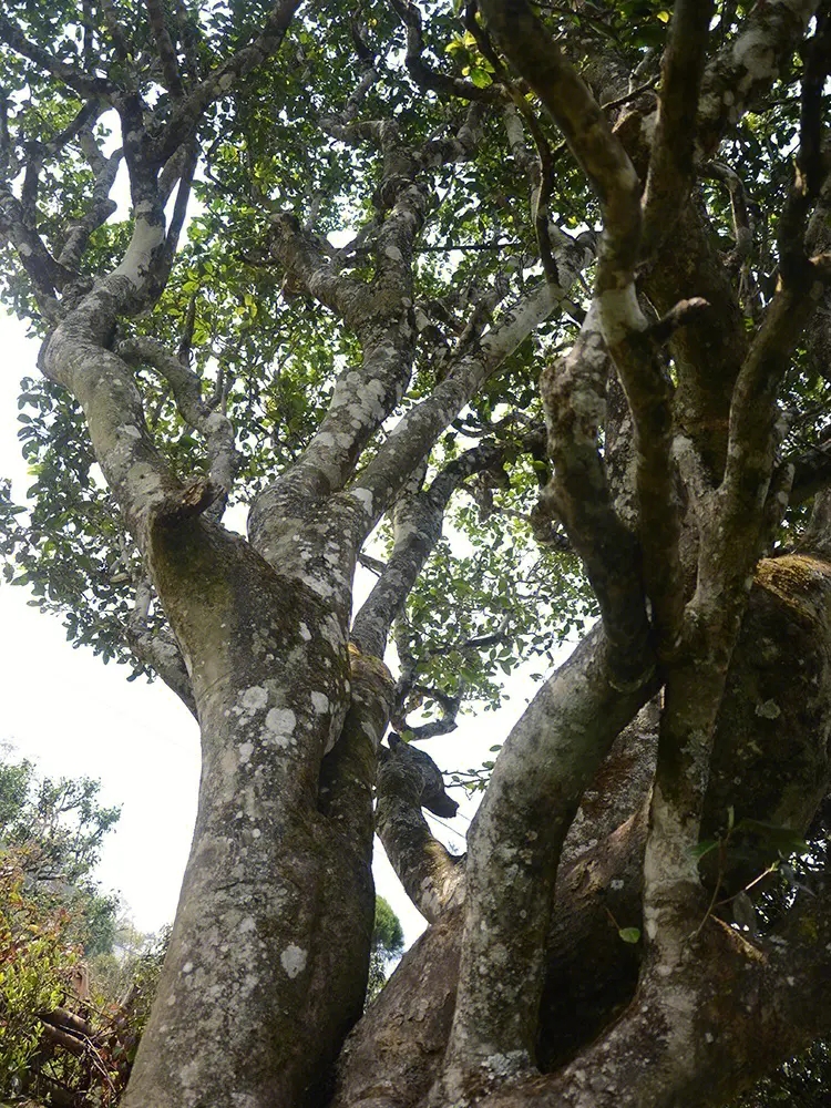 2023年白鶯山古樹春茶多少錢一公斤？