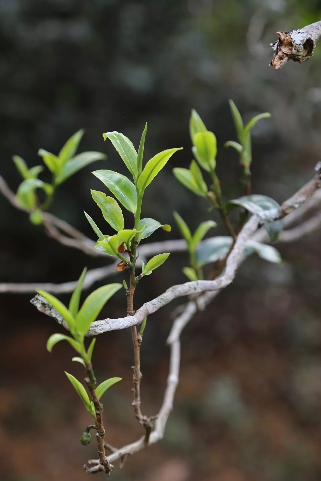 2023年昔歸古樹春茶特點(diǎn)是什么？