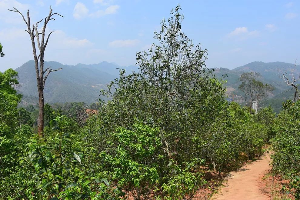 2023年邦東古樹春茶價(jià)格是多少？