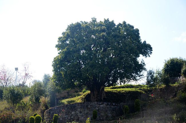 2023年香竹箐古樹(shù)春茶特點(diǎn)是什么？