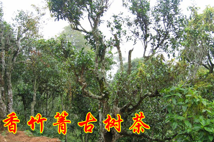 2023年香竹箐古樹春茶價(jià)格是多少？