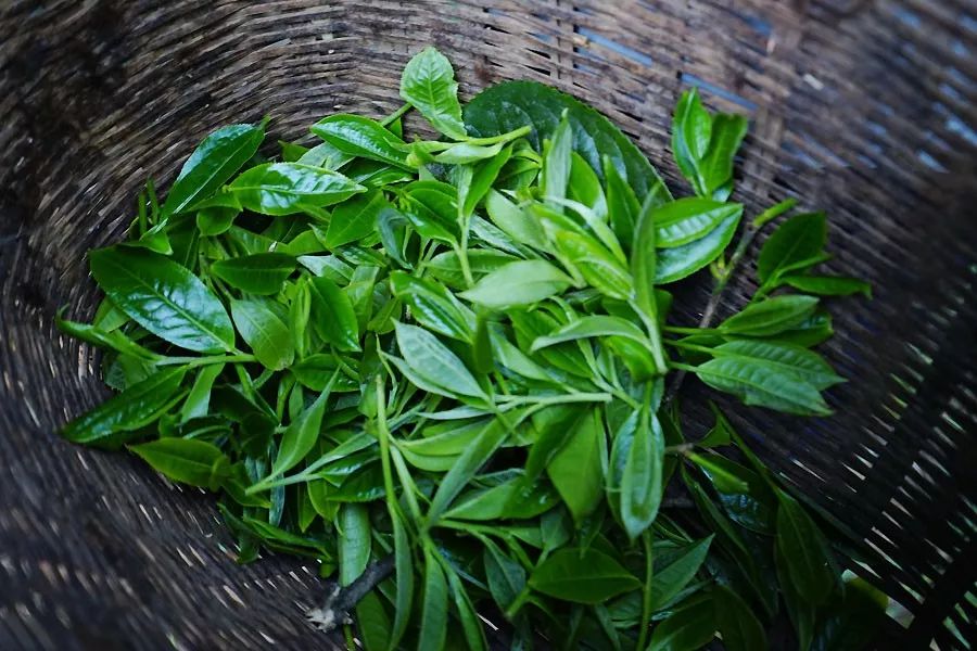 2023年香竹箐古樹春茶多少一公斤？