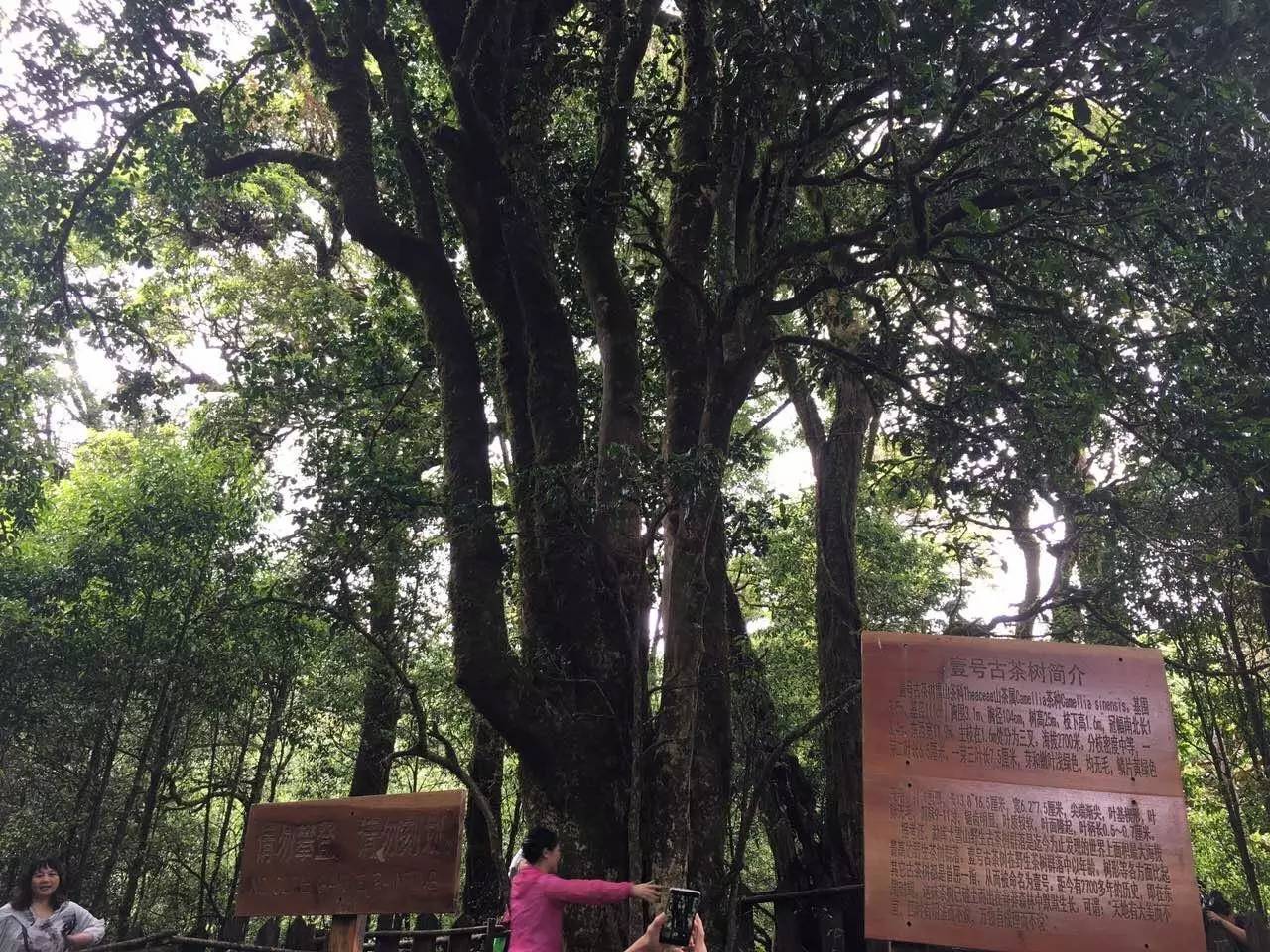 2023年大雪山古樹春茶品質(zhì)怎么樣？