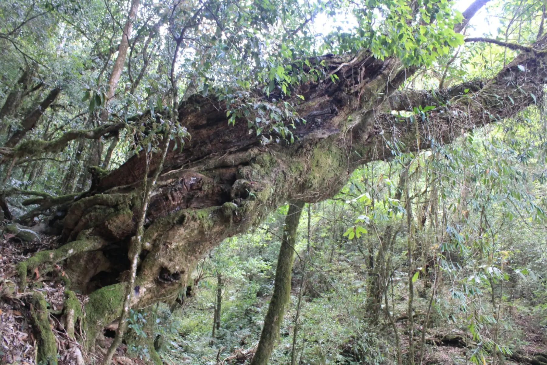 2023年大雪山古樹(shù)春茶口感怎么樣？