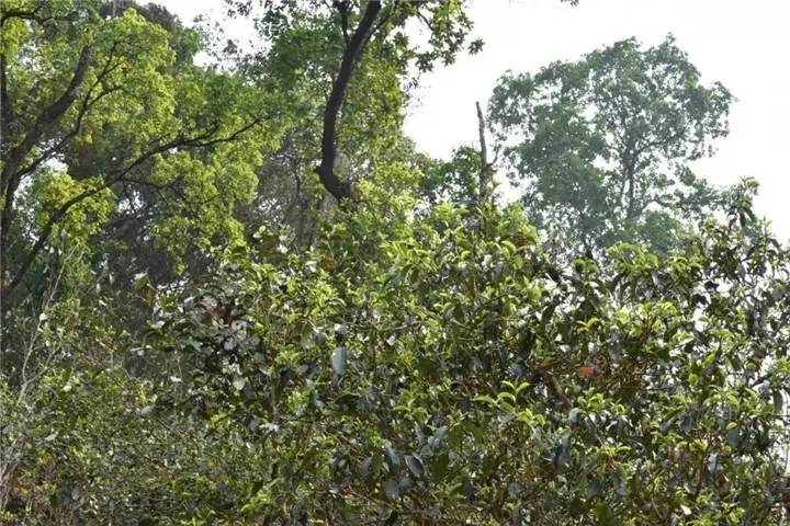 2023年大雪山古樹春茶多少錢一公斤？