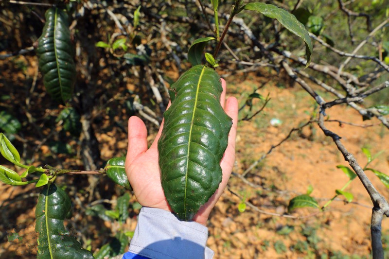 2023年忙肺古樹春茶品質怎么樣？