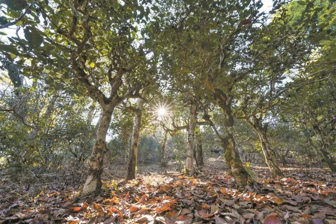 2023年忙肺古樹春茶特點(diǎn)是什么？