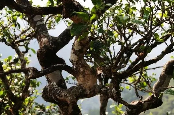 2023年忙肺古樹春茶價格是多少？