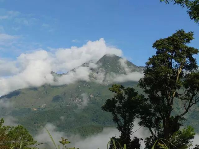 2023年忙肺古樹春茶多少一公斤？