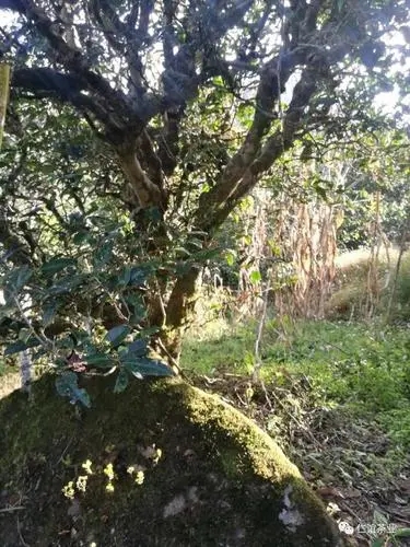 2023年那罕古樹(shù)春茶口感怎么樣？