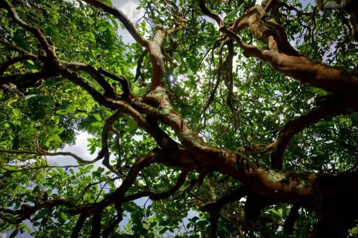 2023年那罕古樹春茶價(jià)格是多少？