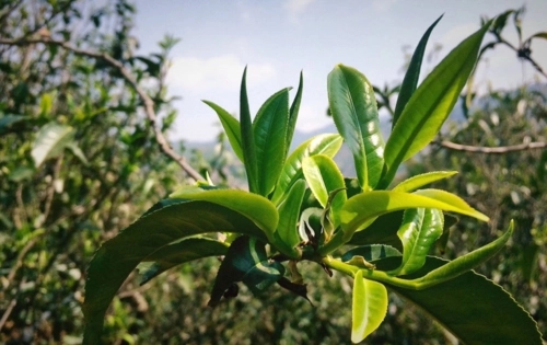 2023年小戶賽古樹春茶品質怎么樣？