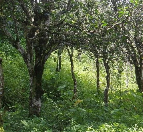 2023年小戶賽古樹春茶價格多少？