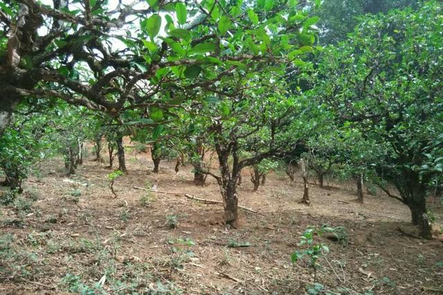 2023年小戶賽古樹春茶多少一公斤？