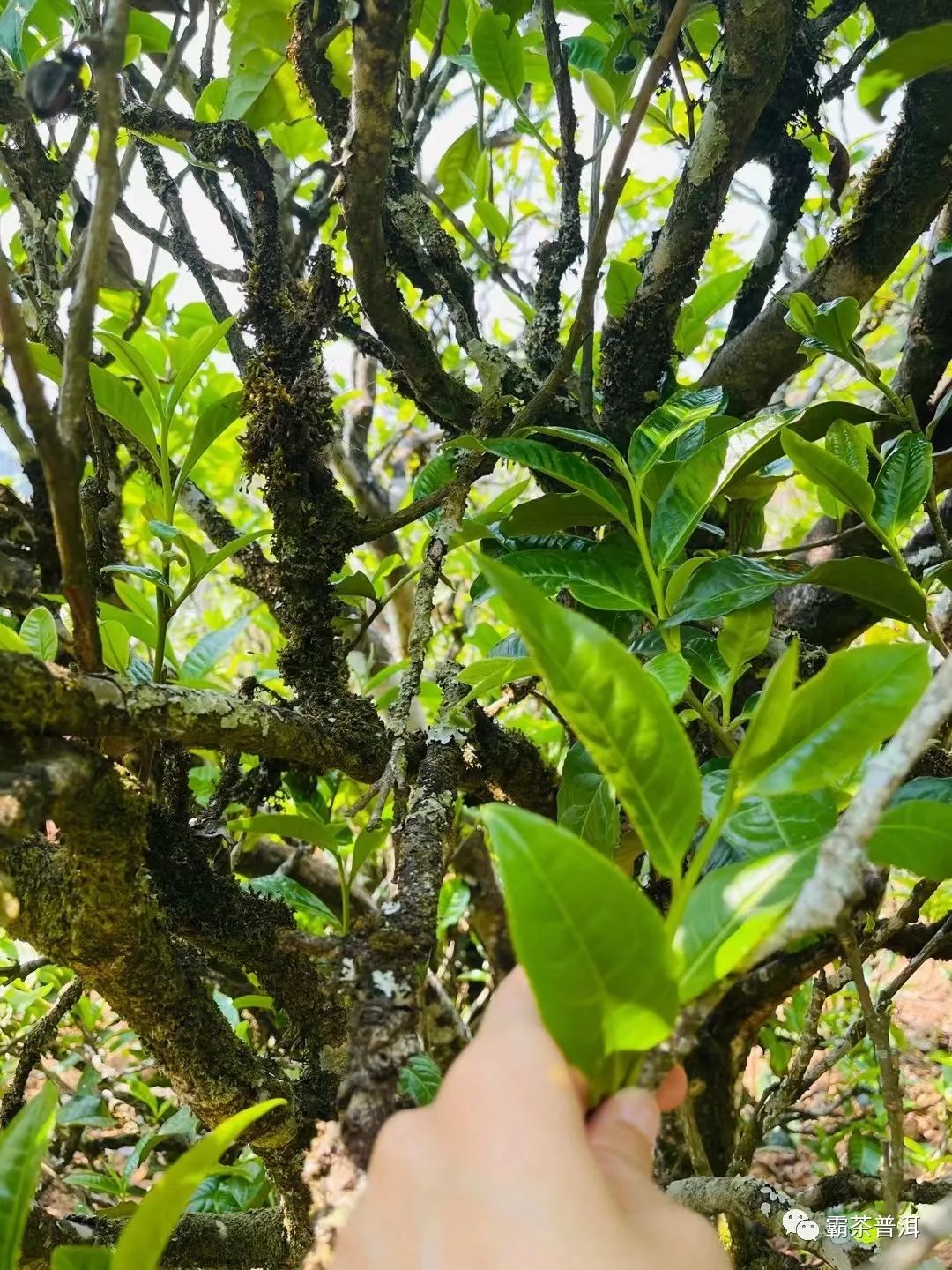 2023年正氣塘古樹春茶品質如何？