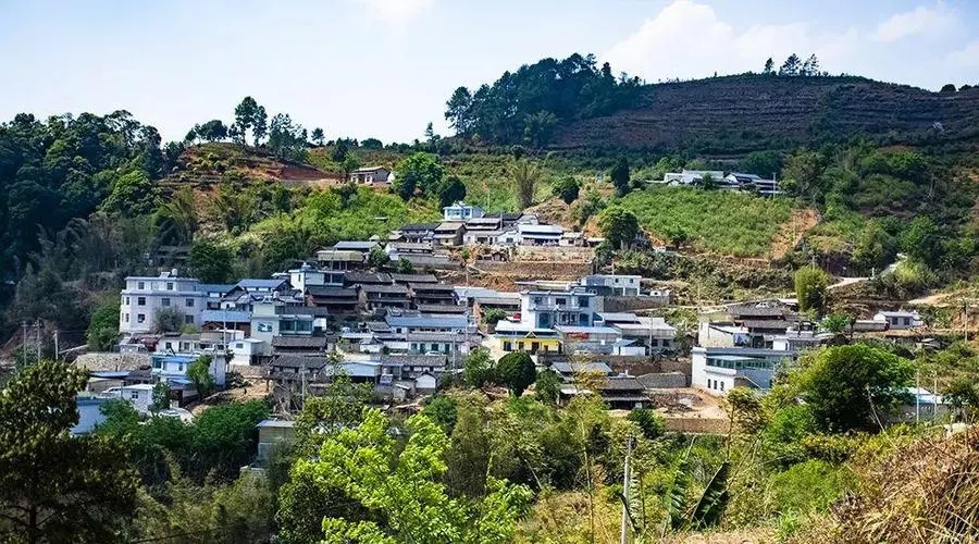 2023年正氣塘古樹春茶口感如何？