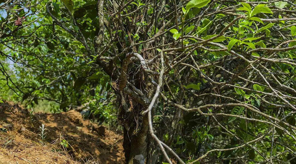 2023年正氣塘古樹春茶特點是什么？