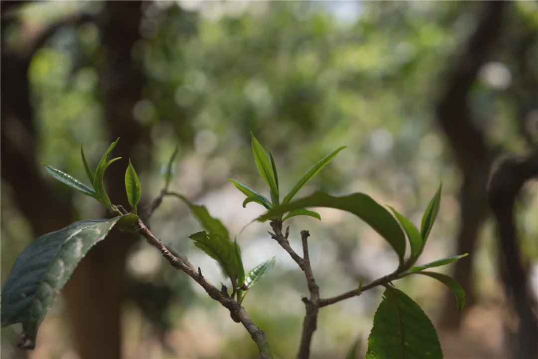 2023年壩糯古樹春茶品質如何？