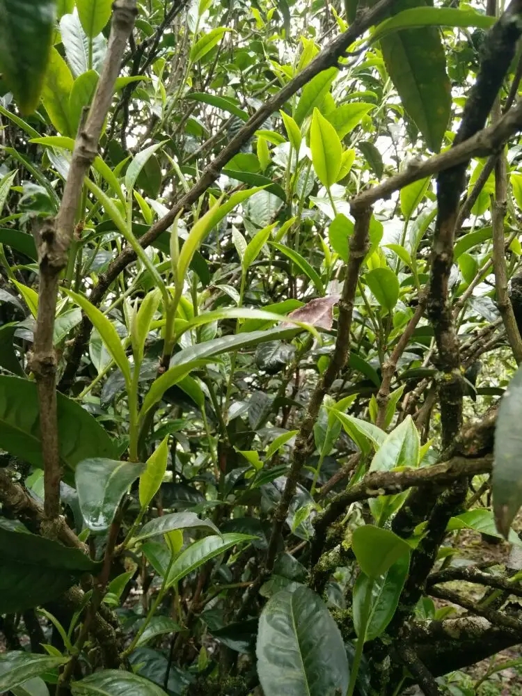 2023年壩糯古樹春茶口感怎么樣？