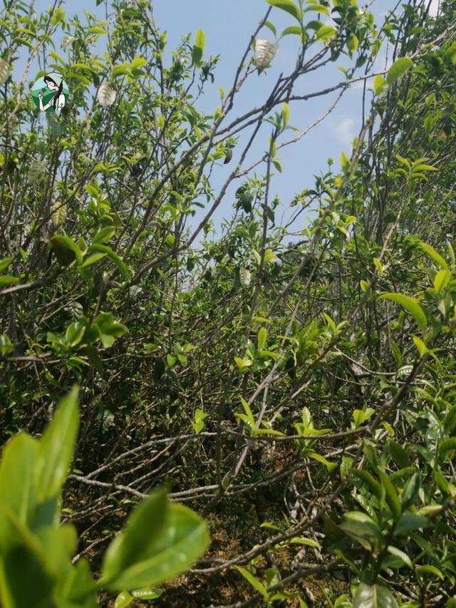 2023年壩糯古樹春茶價格是多少？