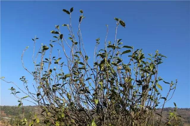 2023年那蕉古樹春茶品質如何？