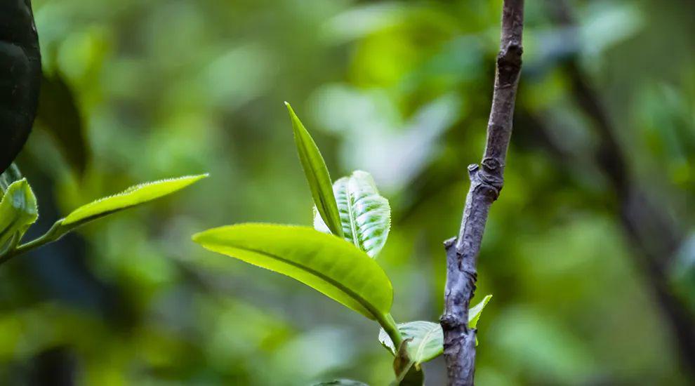 2023年那蕉古樹春茶價(jià)格是多少?