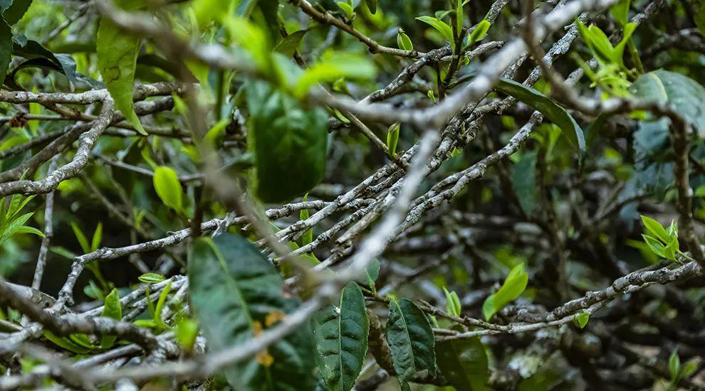 2023年那蕉古樹(shù)春茶多少一公斤？