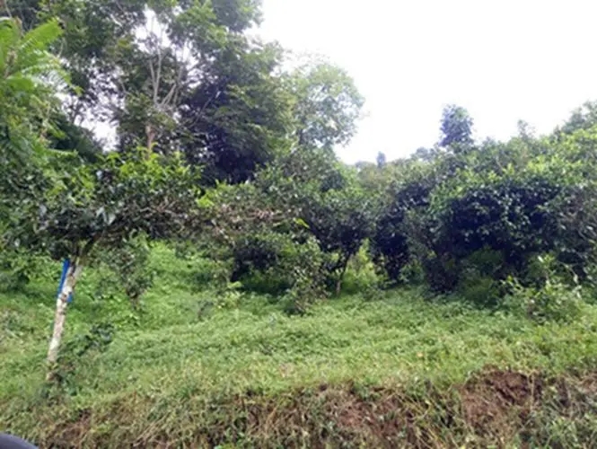 2023年南迫古樹春茶品質(zhì)怎么樣？