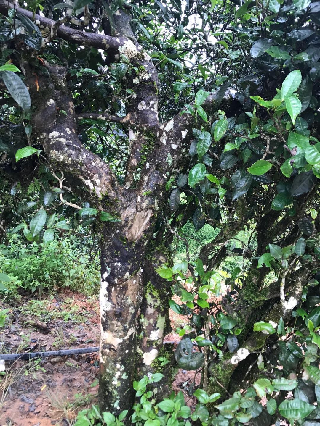 2023年地界古樹(shù)春茶價(jià)格是多少？