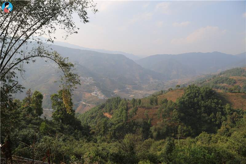 2023年壩歪古樹(shù)春茶品質(zhì)如何？