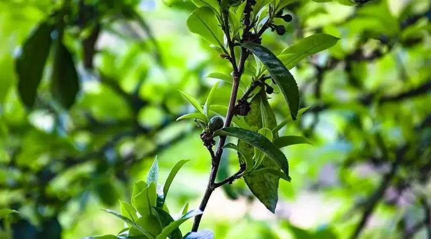 2023糯伍古樹(shù)春茶價(jià)格是多少？