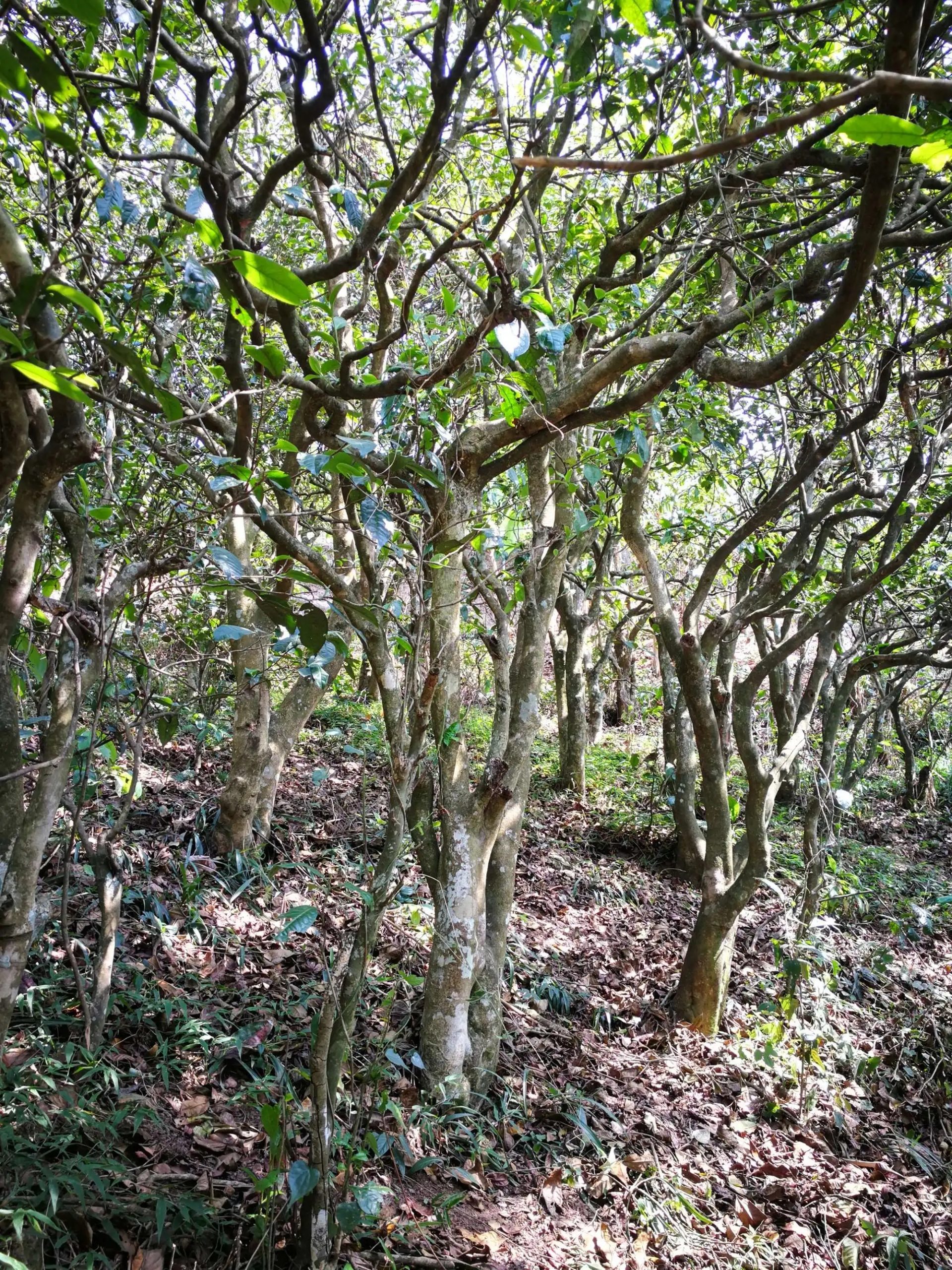 2023年糯伍古樹春茶多少一公斤？