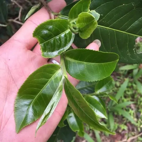 2023年薄荷塘古樹(shù)春茶口感如何？