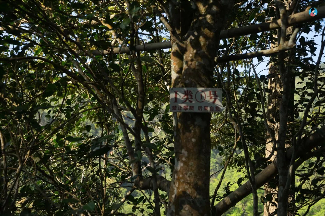 2023年薄荷塘古樹(shù)春茶價(jià)格是多少？