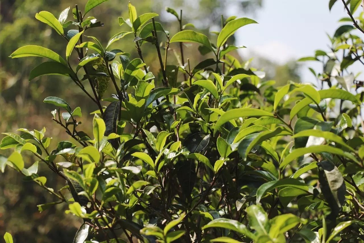 2023年彎弓古樹春茶品質(zhì)如何？