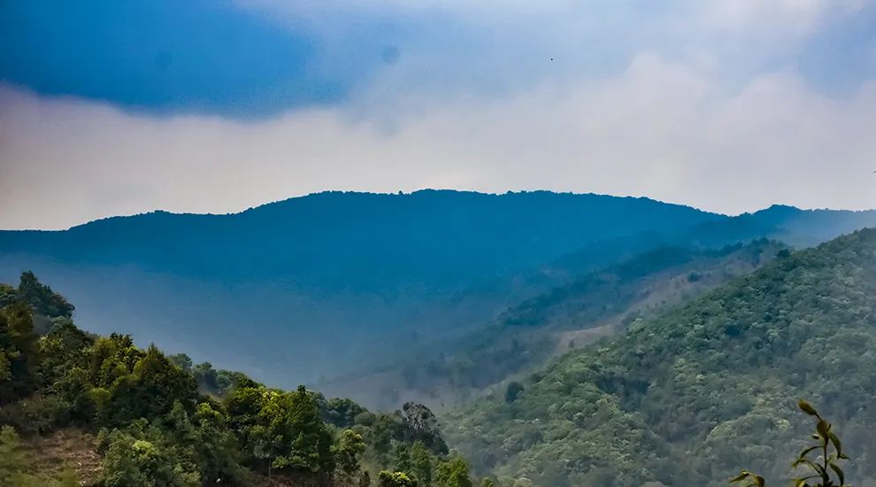 2023年勐庫(kù)大忠山古樹春茶品質(zhì)怎么樣？