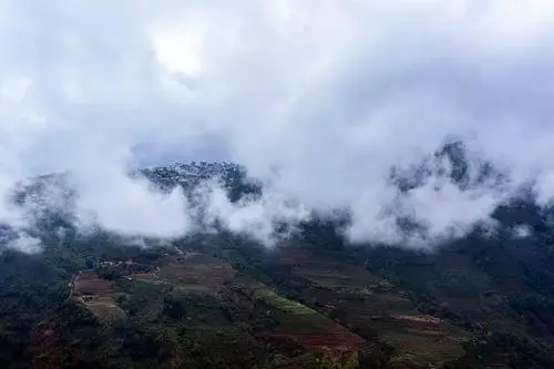 2023年勐庫(kù)大忠山古樹春茶口感如何？