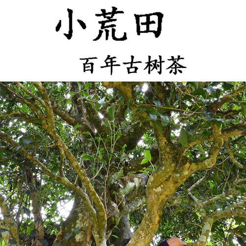 2023年勐庫(kù)小荒田古樹春茶特點(diǎn)？