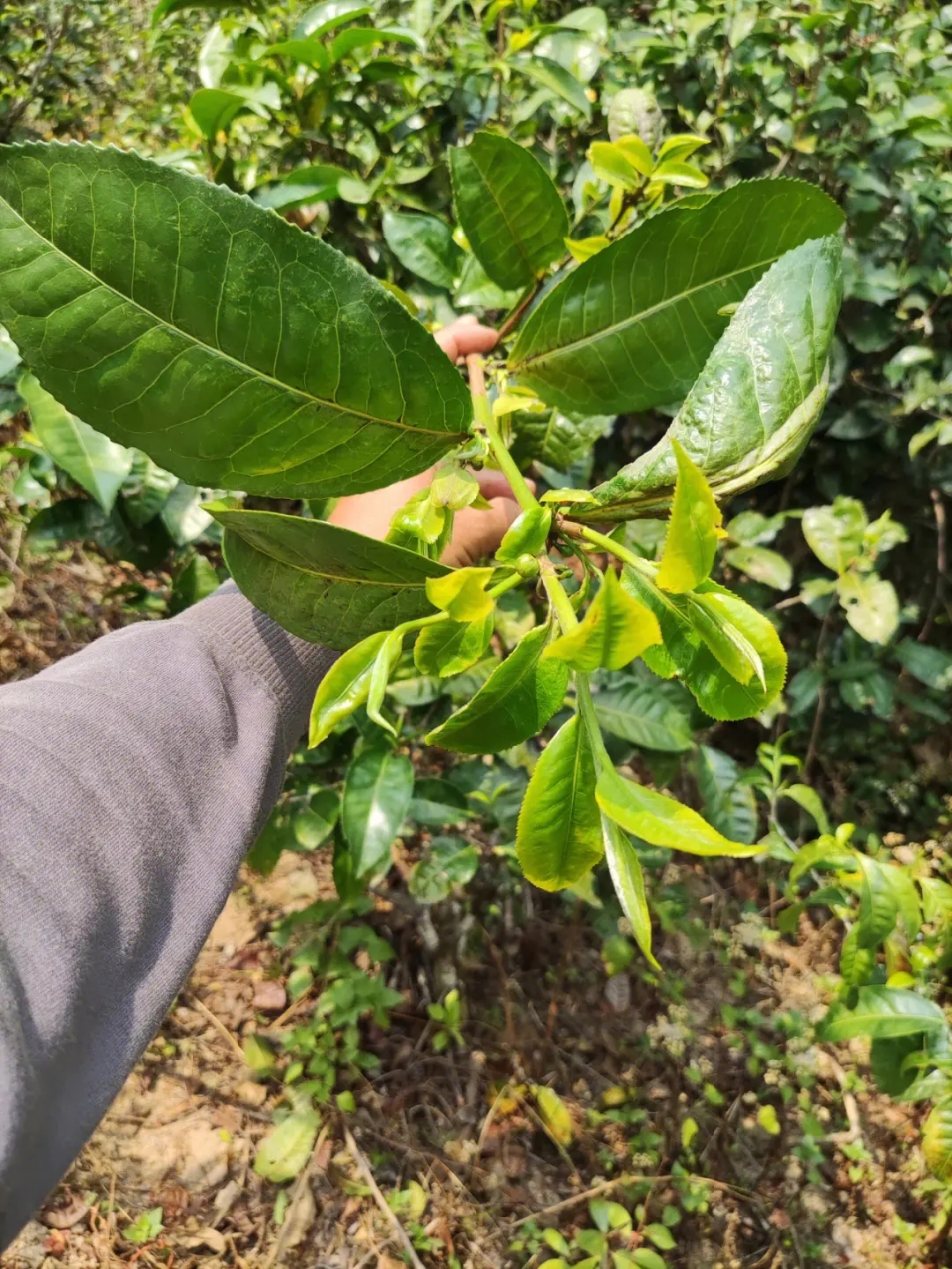 2023年勐庫(kù)小荒田古樹春茶品質(zhì)如何？