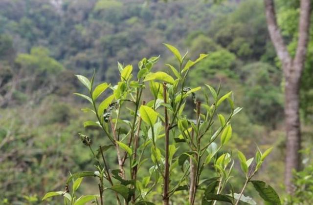 2023年勐庫(kù)那蕉古樹春茶品質(zhì)如何？