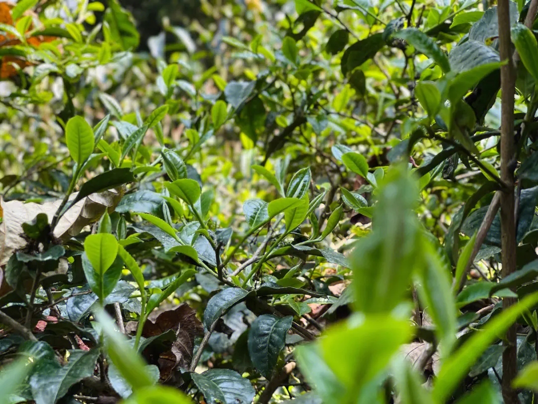 2023年勐庫(kù)那蕉古樹(shù)春茶多少一公斤？