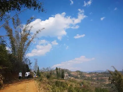 2023年勐庫豆腐寨古樹春茶特點(diǎn)是什么？