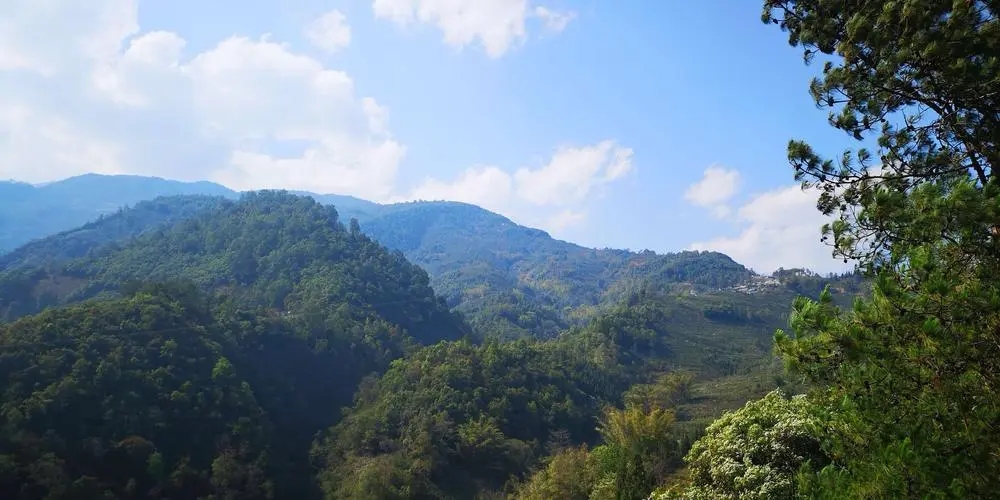 2023年勐庫豆腐寨古樹春茶品質(zhì)如何？